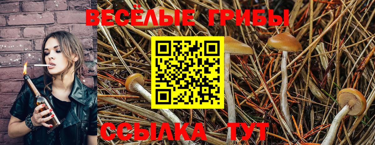 Фрязино  Псилоцибиновые грибы Psilocybe  что такое наркотик  Вход с VPN 